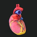 3D Rendered Heart Model With Red Blue Vessels And Clear Internal Structure On Black Background