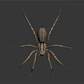 Close Up View Of Spider With Long Thin Legs And Patterned Body On Gray Background