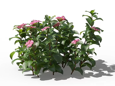 Beautiful Pink Flowering Plants With Lush Green Leaves and Fresh Blooms 3d model