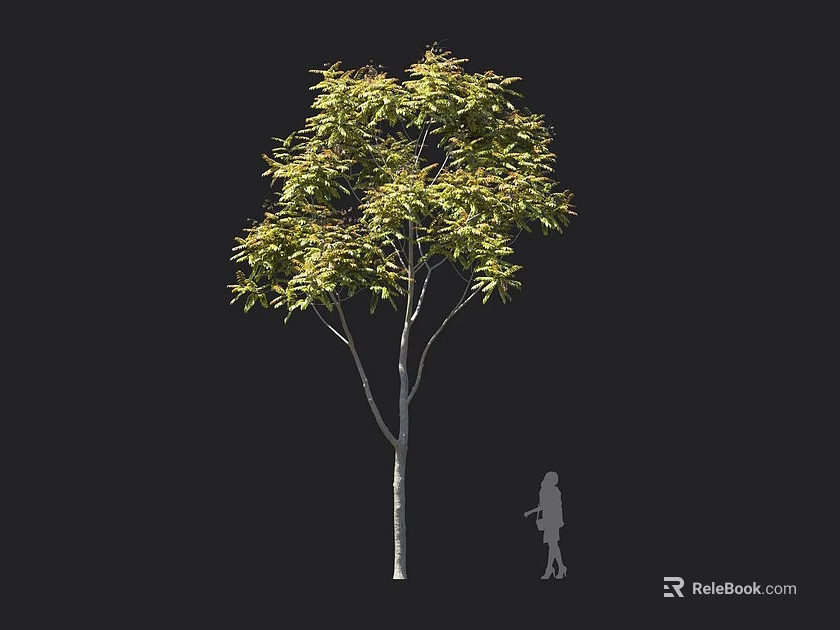 Tall Arbor With Green Leaves Straight Trunk And Human Figure For Scale 3d model 