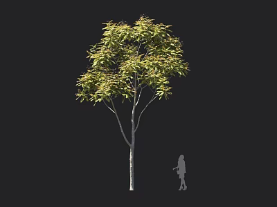 Tall Arbor With Green Leaves Straight Trunk And Human Figure For Scale 3d model