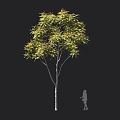 Tall Arbor With Green Leaves Straight Trunk And Human Figure For Scale