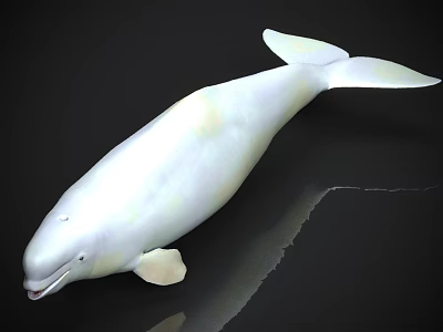 White Beluga Whale With Streamlined Body Flippers And Tail On Dark Background With Reflection 3d model
