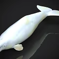 White Beluga Whale With Streamlined Body Flippers And Tail On Dark Background With Reflection