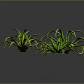 Green and Yellow Curly Leaf Indoor Decorative Plants on Dark Surface
