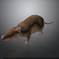 3D Rendered Brown Mouse With Pink Ears And Tail On Dark Background With Reflection