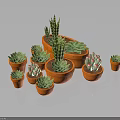 Various Succulent Plants in Terracotta Pots with Green Leaves and Pink Flowers