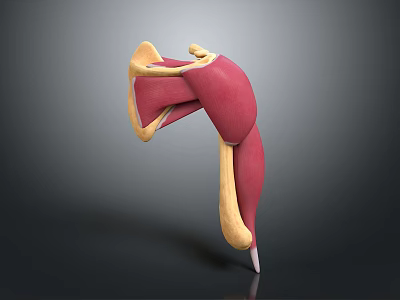 3D Anatomical Model Displaying Muscle And Joint Structure With Red Yellow Components 3d model