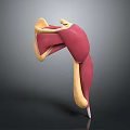3D Anatomical Model Displaying Muscle And Joint Structure With Red Yellow Components
