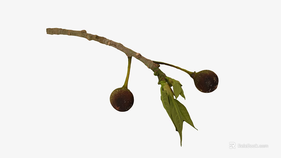 Fresh Plant Branch With Green Leaves And Two Brown Ripe Fruits 3d model 