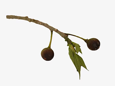 Fresh Plant Branch With Green Leaves And Two Brown Ripe Fruits 3d model
