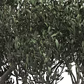 Bonsai Olive Tree Plant With Carved Decorative Pot Green Leaves And Twisted Branches