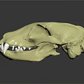 Detailed Animal Skull Structure With Light Yellow Color And Canine Teeth On Dark Background