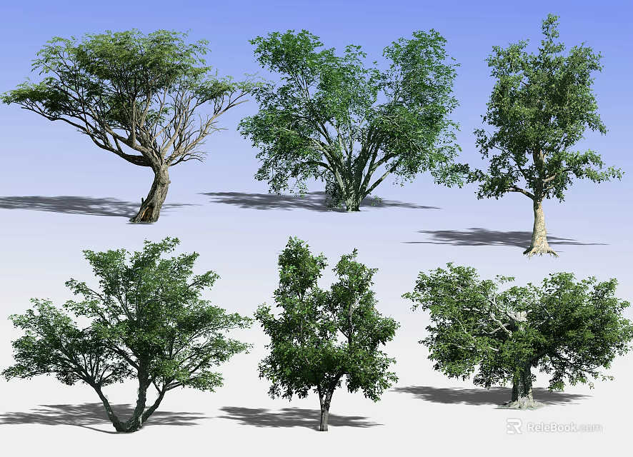 Diverse Arbor Trees With Varied Canopies Different Trunks And Green Foliage Against Blue Sky 3d model 
