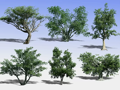 Diverse Arbor Trees With Varied Canopies Different Trunks And Green Foliage Against Blue Sky 3d model