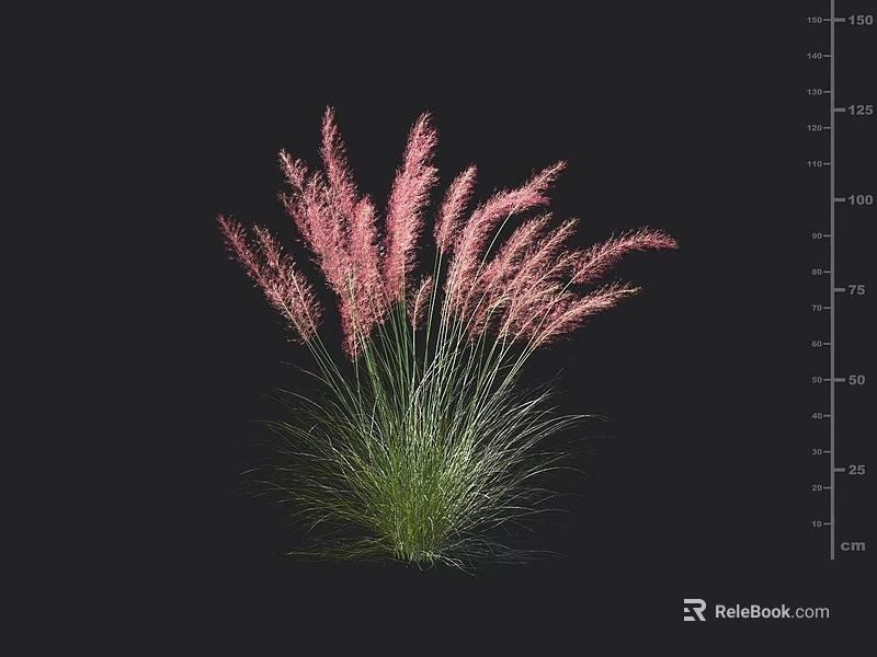 Feathery Pink Ornamental Grass With Green Stems And Height Measurement Scale 3d model 