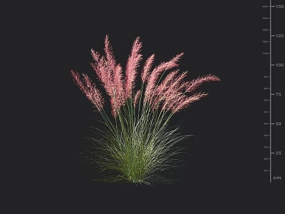 Feathery Pink Ornamental Grass With Green Stems And Height Measurement Scale 3d model