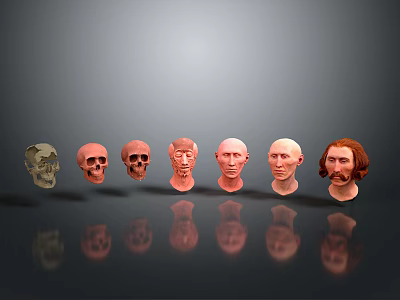 Medical Anatomical Head Models For Education Showing Skull To Facial Structures 3d model