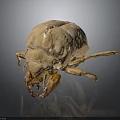 Dried Brown Insect Specimen With Detailed Exoskeleton Legs And Head On Black Background