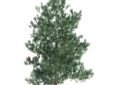 Tall Evergreen Arbor With Lush Green Pine Needles And Dense Foliage 3d model