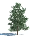 Tall Evergreen Arbor With Lush Green Pine Needles And Dense Foliage