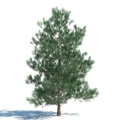 Tall Evergreen Arbor With Lush Green Pine Needles And Dense Foliage 3d model