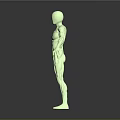 Green Human Limbs Model With Detailed Muscle Structure In Extended Pose 3d model