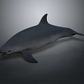 Highly Realistic Dolphin Marine Animal 3D Model Displaying Natural Swimming Posture