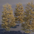 Three Golden Yellow Leaf Autumn Trees With Tall Trunks And Lush Canopies
