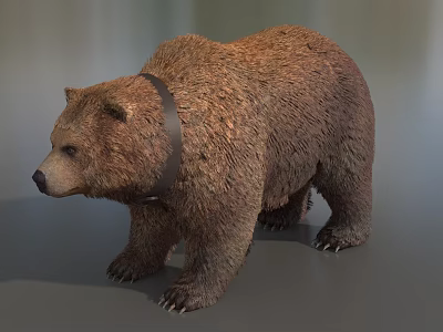 Brown Bear Wearing Collar Standing On Gray Surface In Studio 3d model