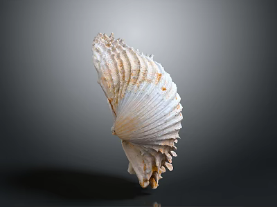 Natural Seashell With Detailed Surface Texture And Curved Shape On Gray Background 3d model