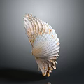 Natural Seashell With Detailed Surface Texture And Curved Shape On Gray Background