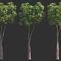 Three Trees With Green Leaves And Brown Trunks On Black Background 3d model