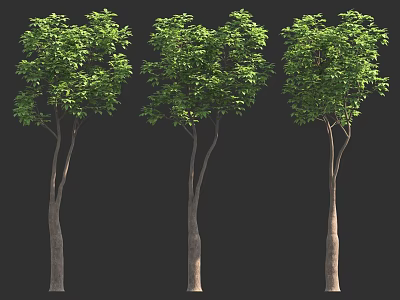 Three Trees With Green Leaves And Brown Trunks On Black Background 3d model