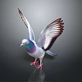 Colorful Pigeon with Spread Wings Purple Green Gray Feathers and Red Feet on Dark Background