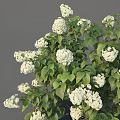 Lush White Hydrangea Bush With Blooming Flowers And Green Leaves In Garden