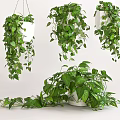 Lush Green Leafy Hanging Plants With Multiple Potted Arrangements And Fresh Foliage