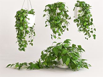 Modern hanging basket green dill potted flowers and plants flowers indoor potted aquatic plants green dill plant combination 3d model