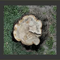 Natural Wooden Stump with Growth Rings and Green Foliage on Stone Base