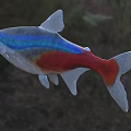 Colorful Aquatic Fish with Blue Red Silver Vibrant Body and Shiny Scales in Natural Habitat