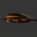 Modern dragon lice diving beetle beetle beetle beetle 3d model