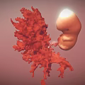 Human Fetus Development In Uterine Environment With Amniotic Fluid And Placenta