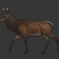 Detailed Brown Deer With Large Antlers Walking On Dark Background Sculpture