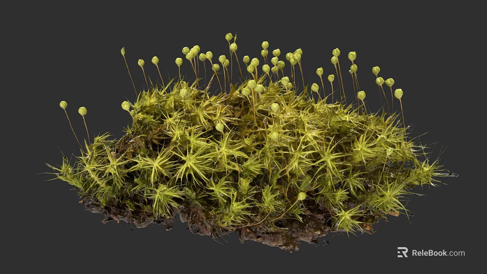 Detailed Botanical Illustration Of Green Moss With Yellow Sporangia And Natural Texture 3d model 