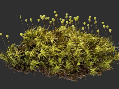 Detailed Botanical Illustration Of Green Moss With Yellow Sporangia And Natural Texture 3d model