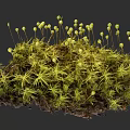 Detailed Botanical Illustration Of Green Moss With Yellow Sporangia And Natural Texture