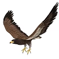 Majestic Flying Eagle Soaring High With Spread Wings And Sharp Talons