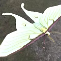 Delicate Green Moth With Large Transparent Spotted Wings And Long Antennae Flying In Blue Sky