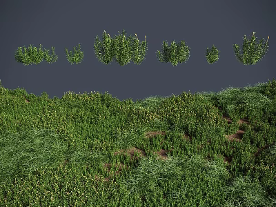 Lush Green Grass And Herb Plants With Various Sizes In Natural Dense Vegetation Growth 3d model