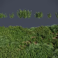 Lush Green Grass And Herb Plants With Various Sizes In Natural Dense Vegetation Growth